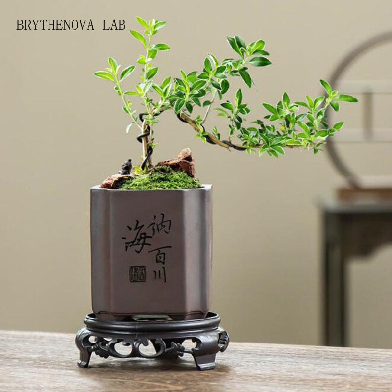 Bonsai Garden Europe - Maceta de Bonsái de Arcilla Morada