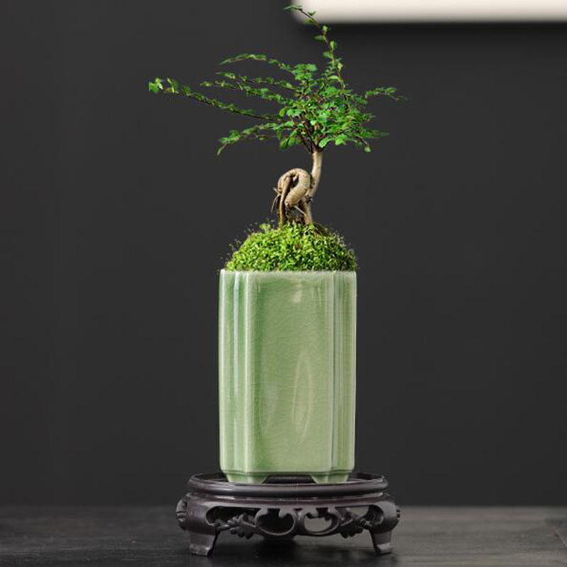 Bonsai Garden Europe - Maceta cuadrada de porcelana con diseño