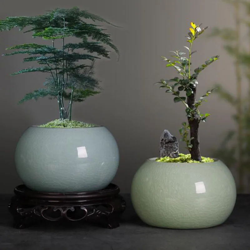 Bonsai Garden Europe - Maceta para Plantas de Aspargosa, Maceta