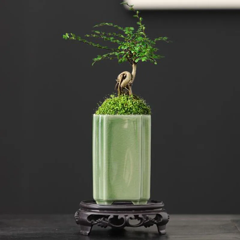 Bonsai Garden Europe - Maceta Cuadrada de Porcelana con Acabado