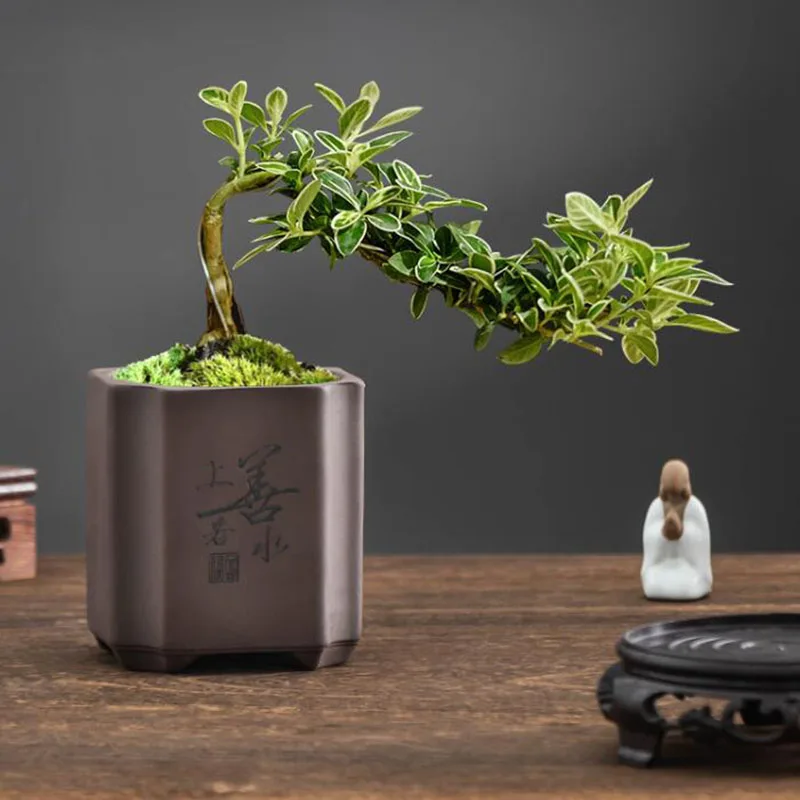 Maceta de Bonsái de Arcilla Mo - Bonsai Garden Europe reseña y precio