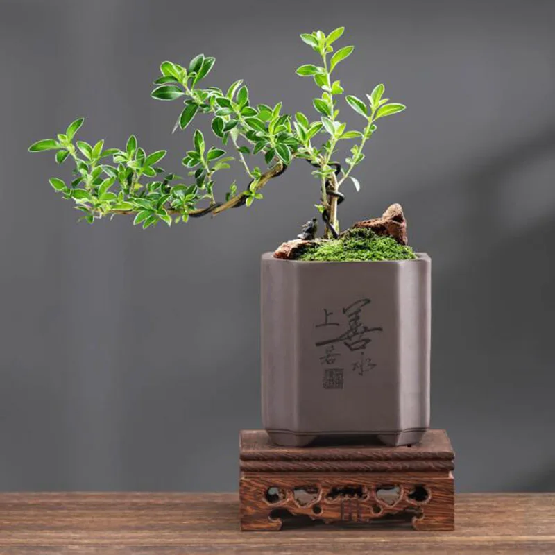 Maceta de Bonsái de Arcilla Mo - Bonsai Garden Europe reseña y precio
