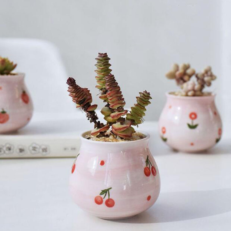 Maceta de plantas carnosas, fl - Bonsai Garden Europe reseña y precio