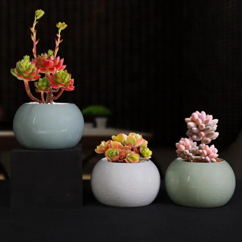 Maceta para Plantas de Aspargo - Bonsai Garden Europe reseña y precio
