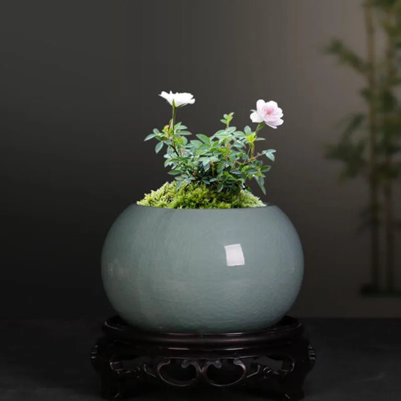 Maceta para Plantas de Aspargo - Bonsai Garden Europe reseña y precio