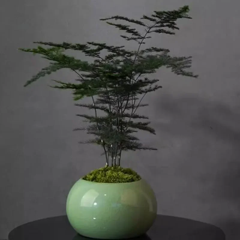 Maceta para Plantas de Aspargo - Bonsai Garden Europe reseña y precio