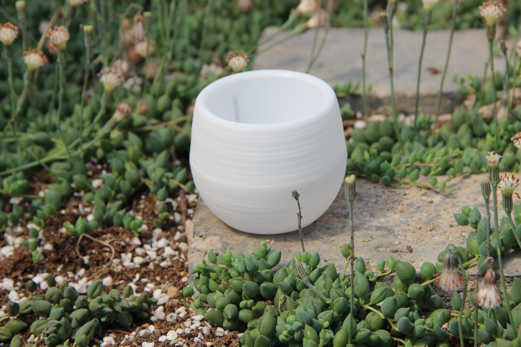 Mini macetas de plástico para  - Bonsai Garden Europe reseña y precio
