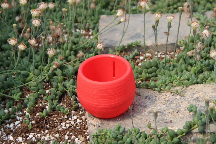 Mini macetas de plástico para  - Bonsai Garden Europe reseña y precio
